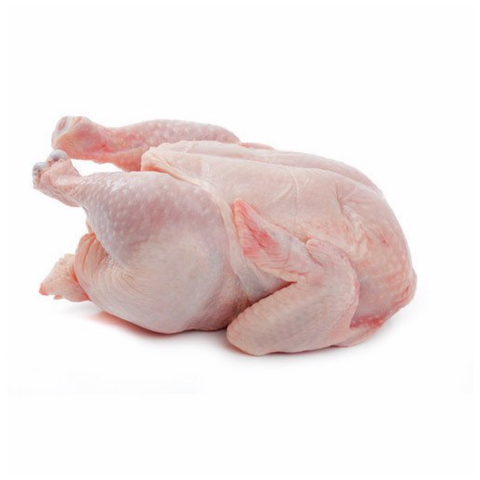 Broiler Chicken